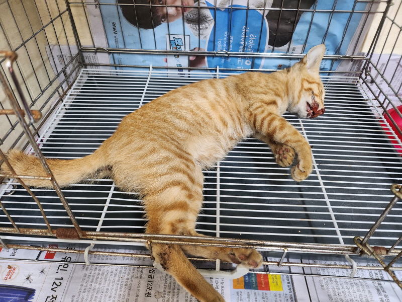 종료(자연사) 한국…
